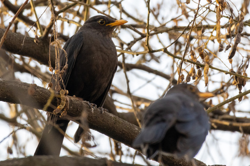Chinese Blackbird
