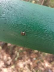 Sinopla perpunctatus