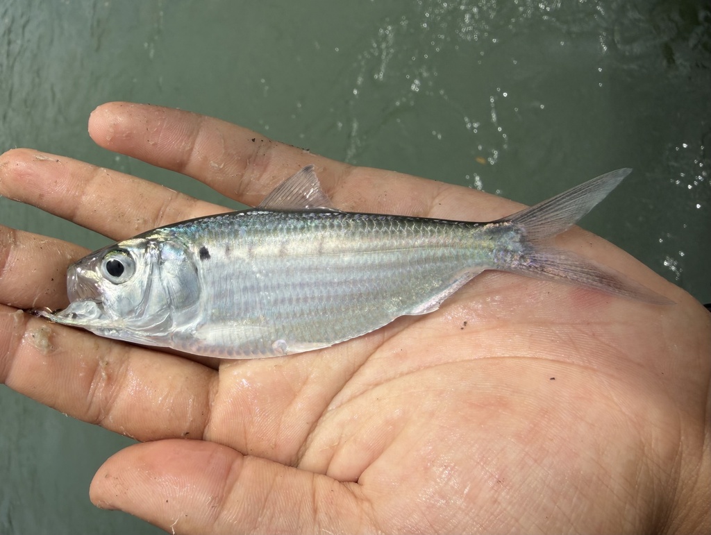 Five spot herring (Hilsa kelee) — Clupeidae