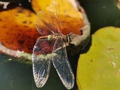 Rhionaeschna diffinis