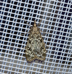 Eudonia truncicolella