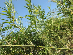Guadua amplexifolia