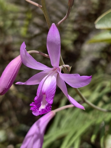 Bletia patula, photograph 4