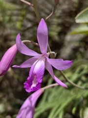 Bletia patula, photograph (c) fmunoz, some rights reserved (CC BY)