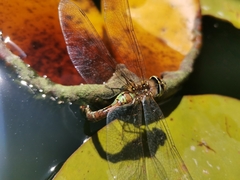 Rhionaeschna diffinis