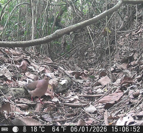 Grey-fronted Dove (Leptotila rufaxilla), photo 2