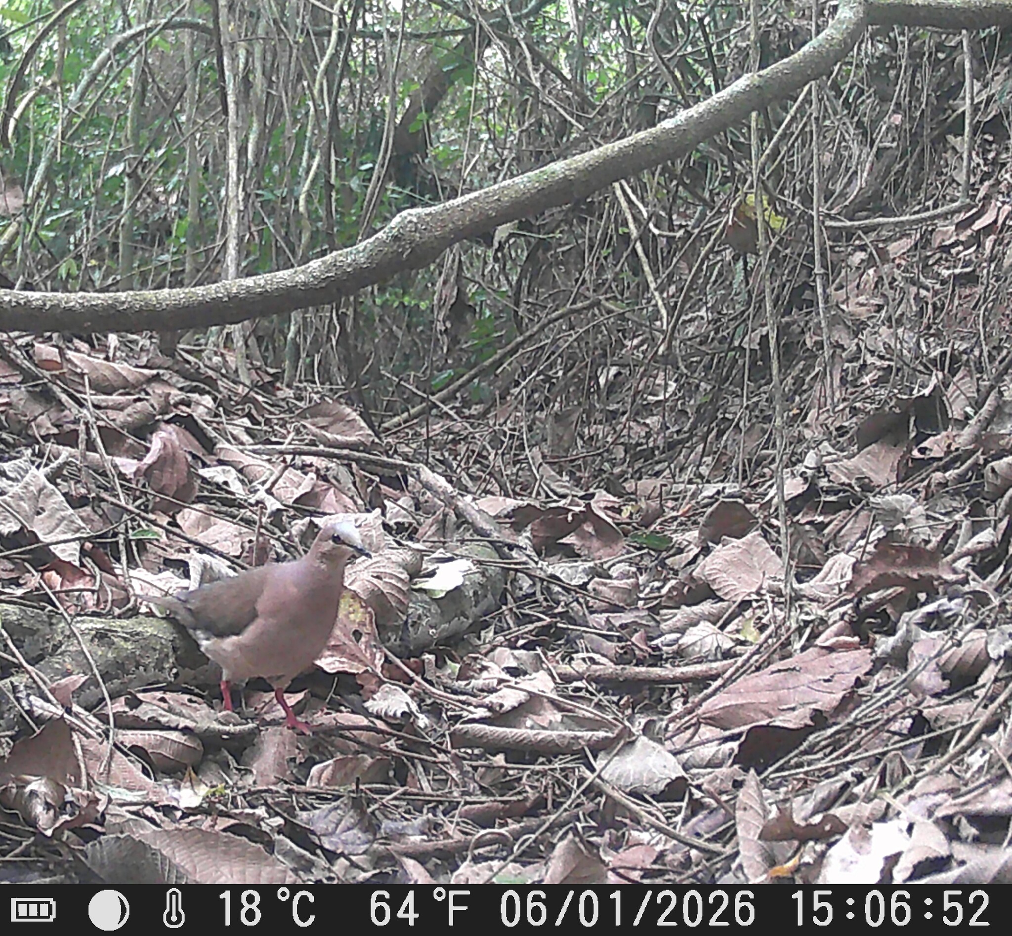 Grey-fronted Dove (Leptotila rufaxilla), photo 3