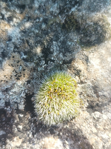 Grey-cushioned Grimmia