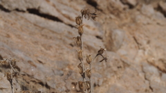 Phacelia rotundifolia