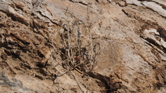 Phacelia rotundifolia