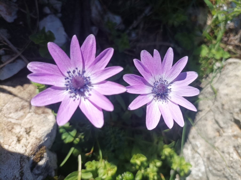 Broad-leaved anemone