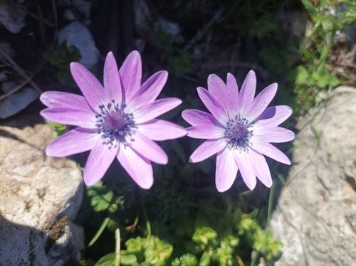 Stern-Anemone