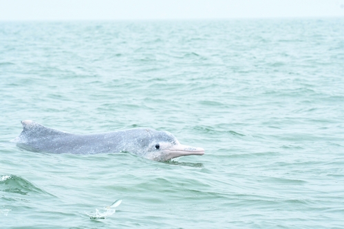 Indo-Pacific Humpback Dolphin