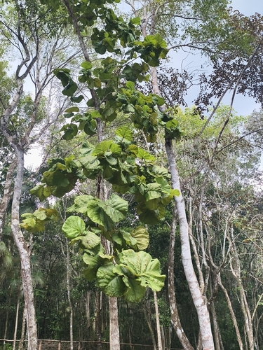 grandleaf seagrape (Coccoloba pubescens)