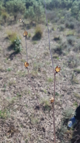 Helianthemum ledifolium