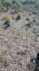 Helianthemum ledifolium