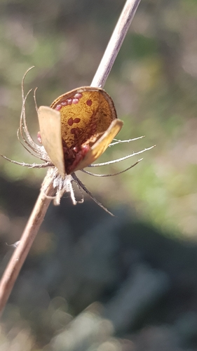 Helianthemum ledifolium, photograph 2