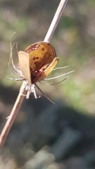 Helianthemum ledifolium, photograph (c) Bastien Alegot, some rights reserved (CC BY)