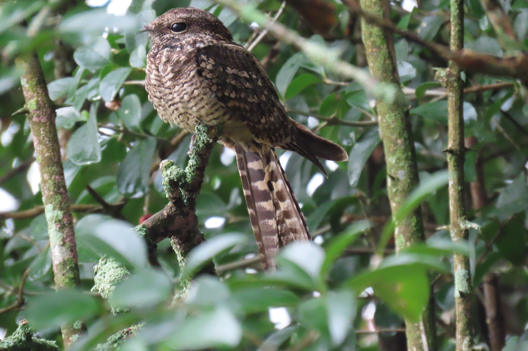 Scissor-tailed Nightjar (Hydropsalis torquata), photo 7