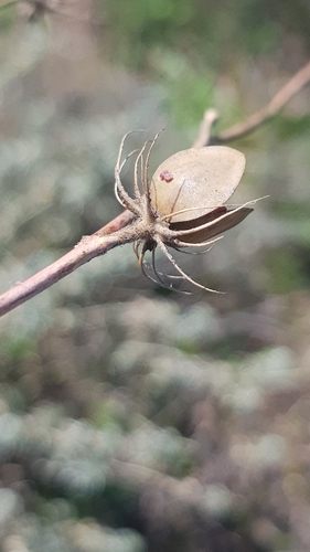 Helianthemum ledifolium, photograph 3