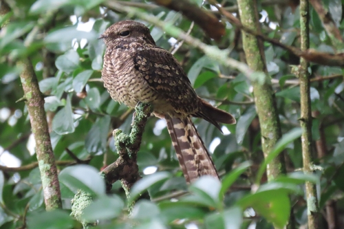 Scissor-tailed Nightjar (Hydropsalis torquata), photo 5
