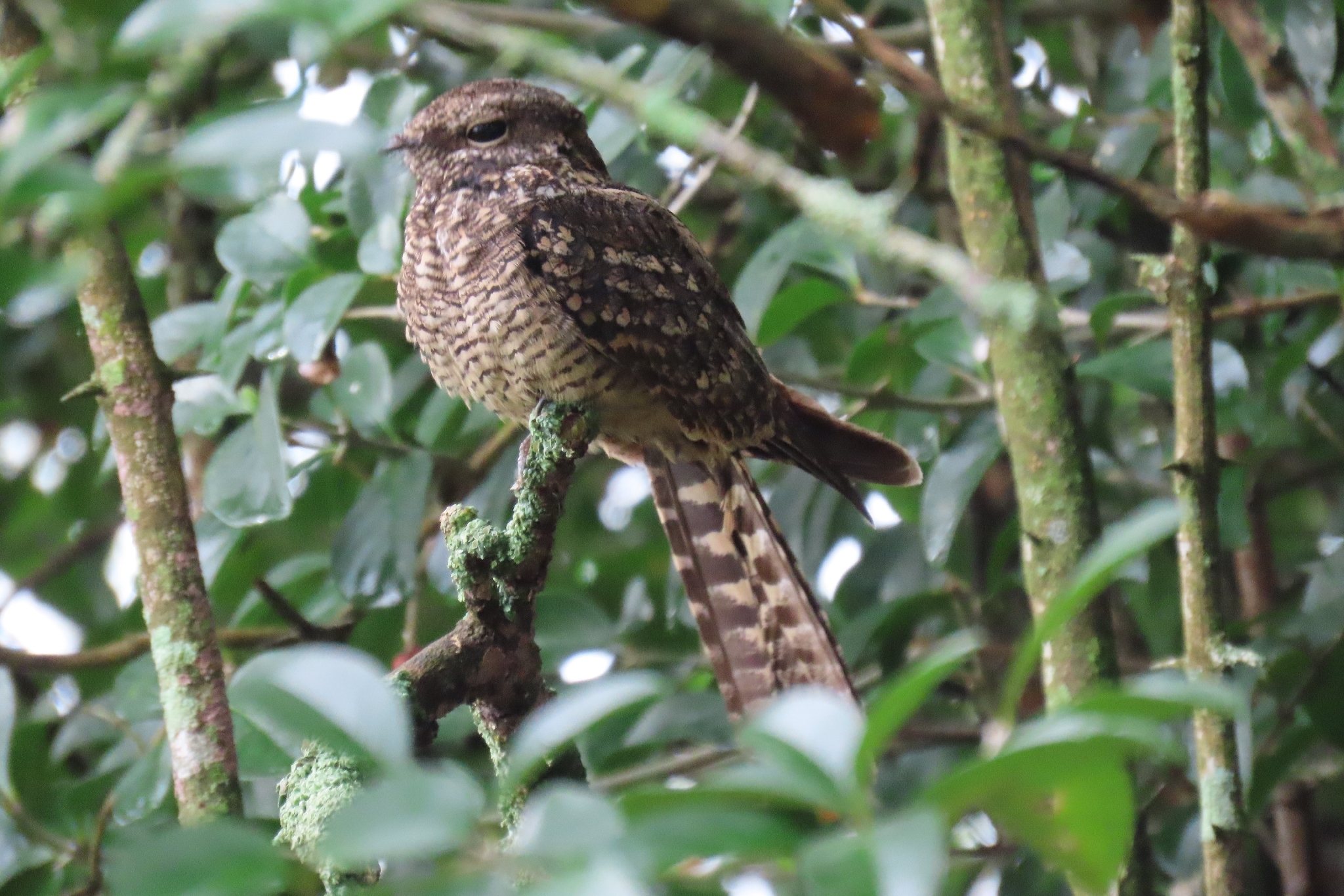 Scissor-tailed Nightjar (Hydropsalis torquata), photo 8