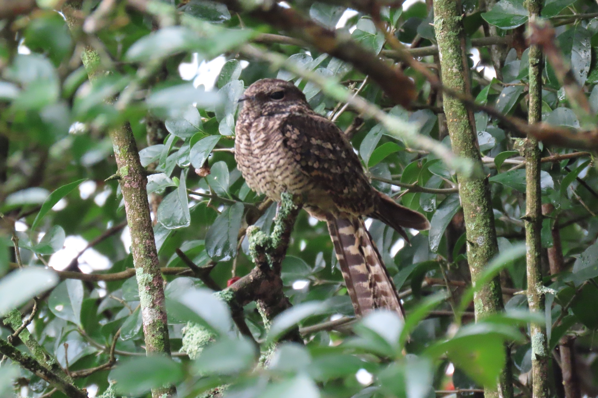 Scissor-tailed Nightjar (Hydropsalis torquata), photo 9