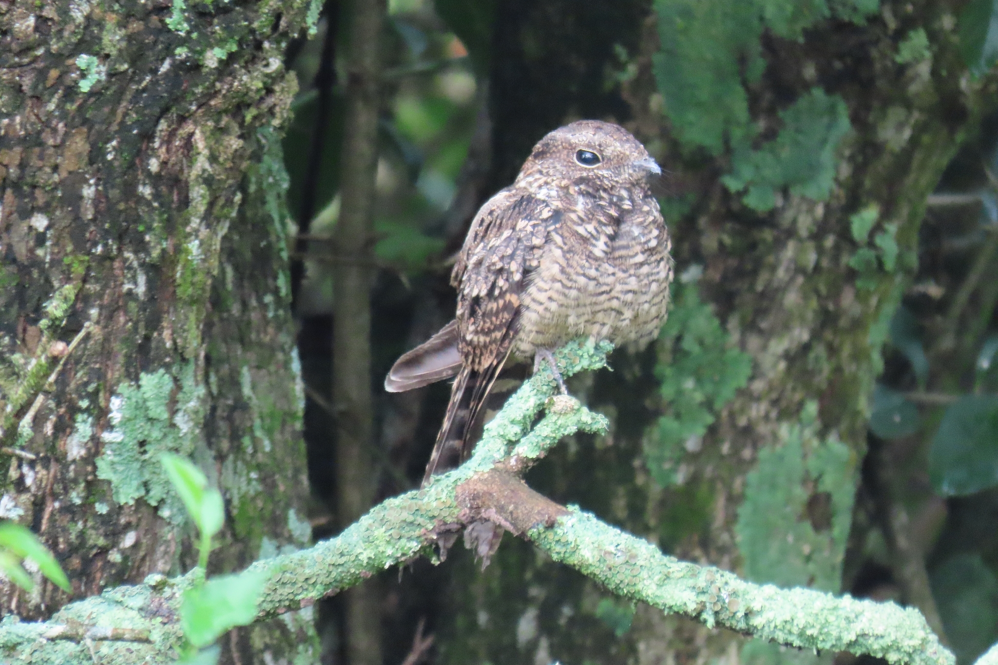 Scissor-tailed Nightjar (Hydropsalis torquata), photo 10