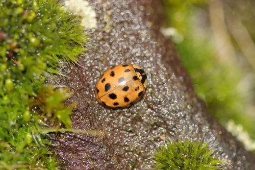 Asian Lady Beetle