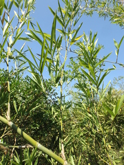 Guadua amplexifolia