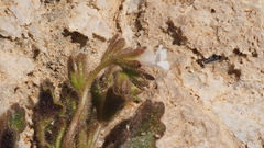 Phacelia rotundifolia