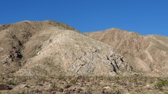 Phacelia rotundifolia