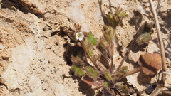 Phacelia rotundifolia
