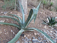 Agave mapisaga