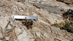 Phacelia rotundifolia