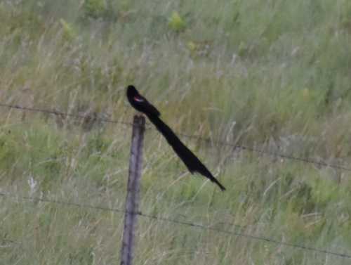 Long-tailed Widowbird (Euplectes progne)