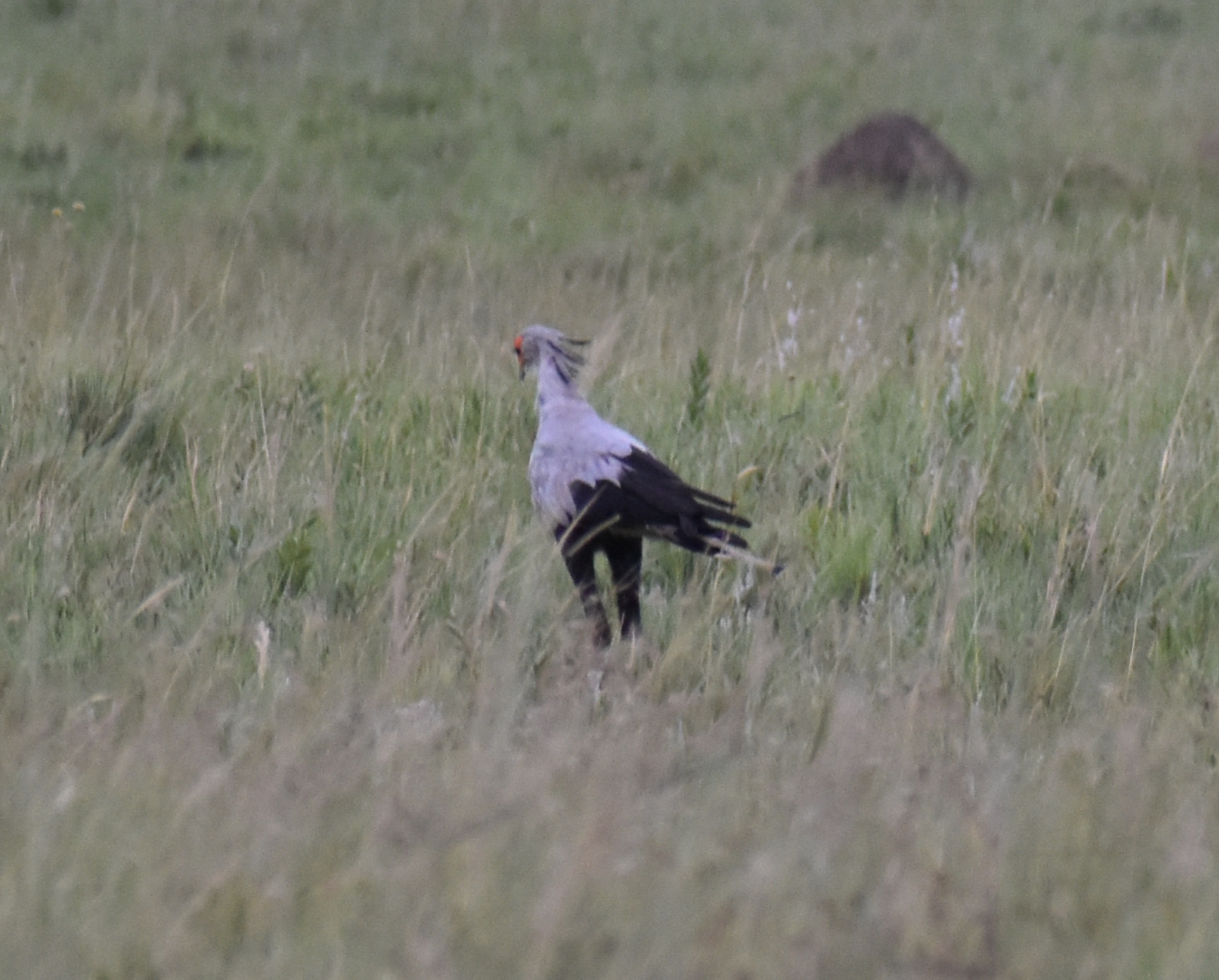 Secretarybird (Sagittarius serpentarius), photo 7
