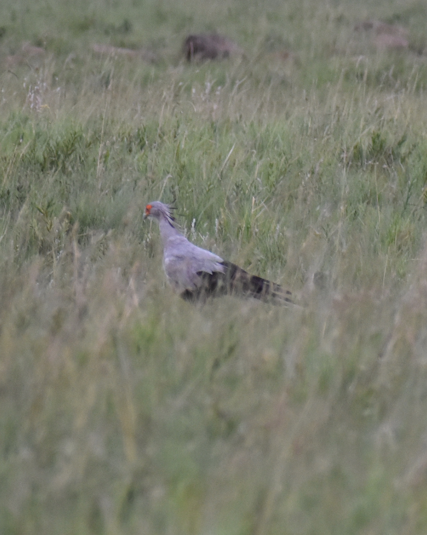 Secretarybird (Sagittarius serpentarius), photo 8