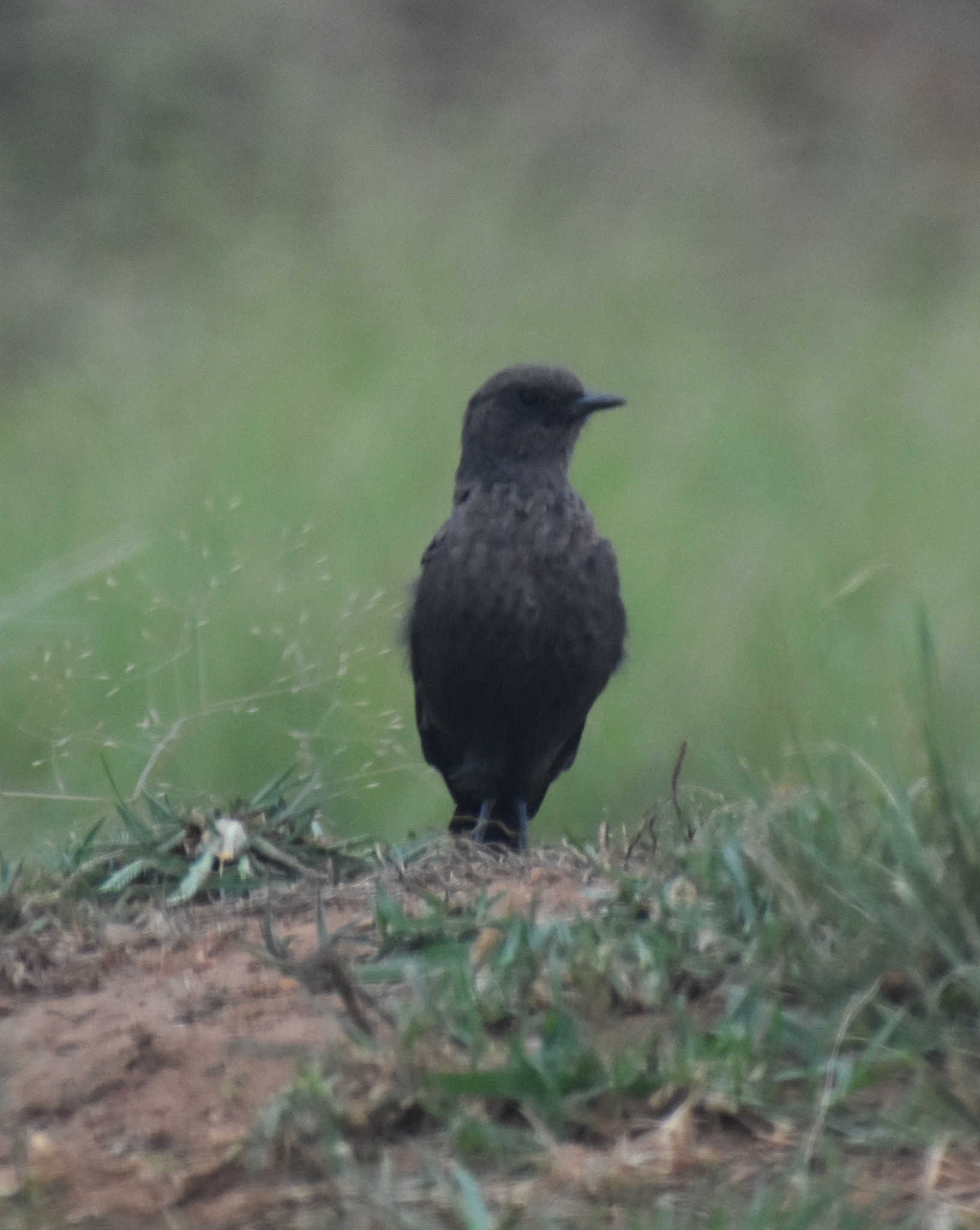 Ant-eating Chat (Myrmecocichla formicivora), photo 9