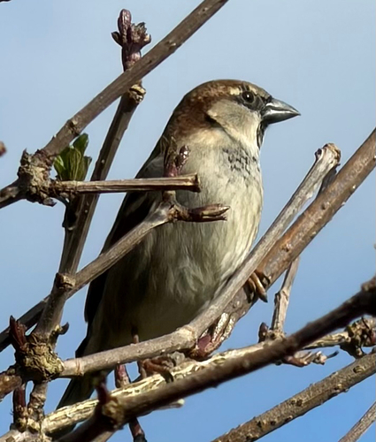 House Sparrow