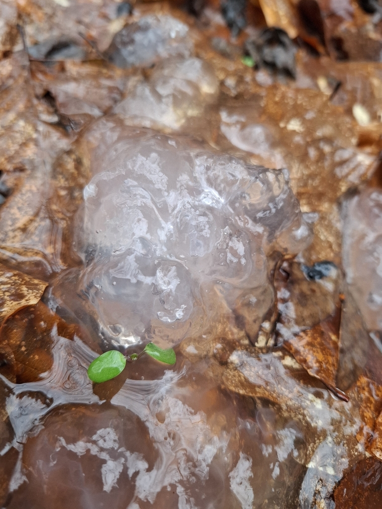 Myxarium nucleatum · February 2026 · photo: © alexanderkristiansen (iNaturalist, cc-by)