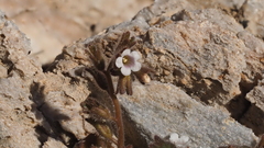 Phacelia rotundifolia