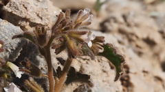 Phacelia rotundifolia