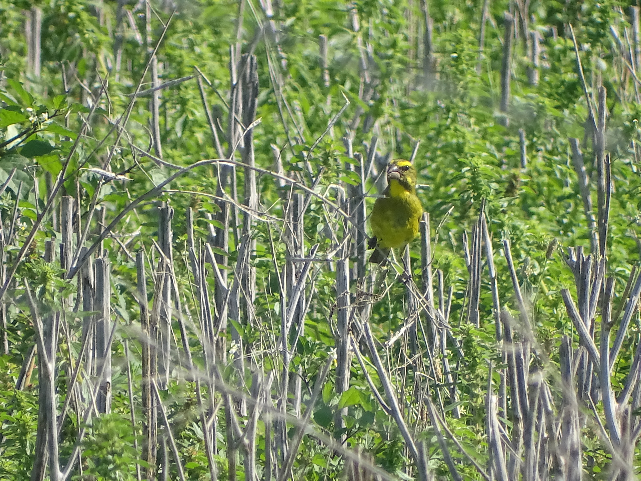 Brimstone Canary (Crithagra sulphurata), photo 1