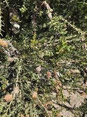 Melaleuca nesophila