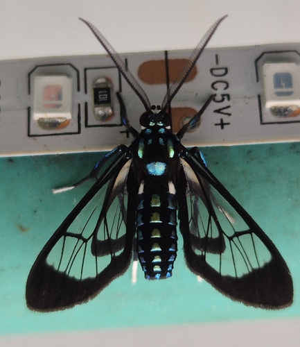 Xanthidae observed 2026-02-22