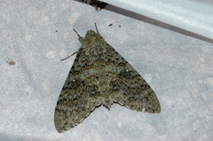 Manduca muscosa