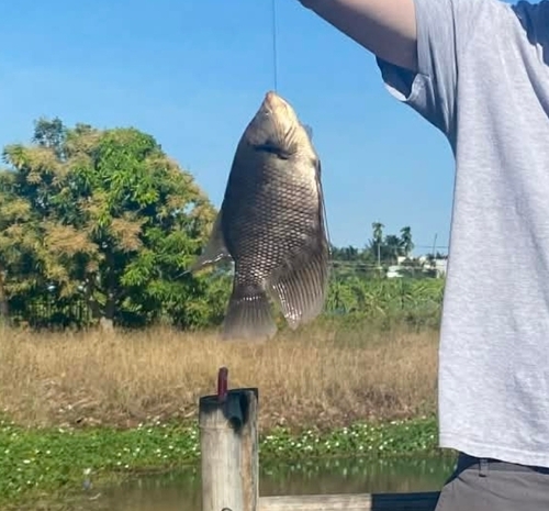 Giant gourami (Osphronemus goramy) — Osphronemidae