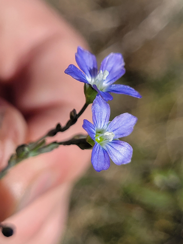 Linum marginale, photograph 5