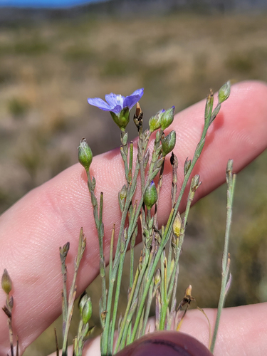 Linum marginale, photograph 6